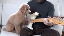 Caniche jouer de la guitare. musicien Dog