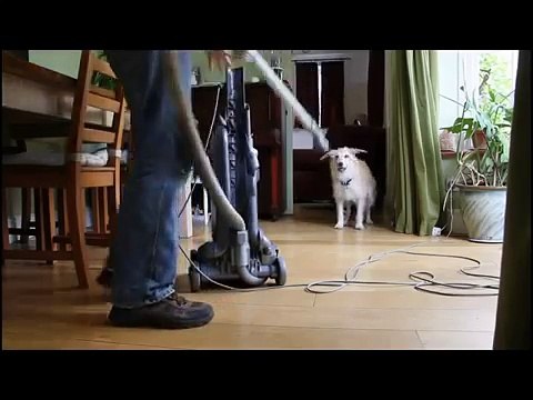 Aspirateurs et chiens. Chien et un aspirateur