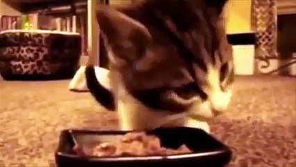 Ils boivent et mangent. Funny cats manger et boire