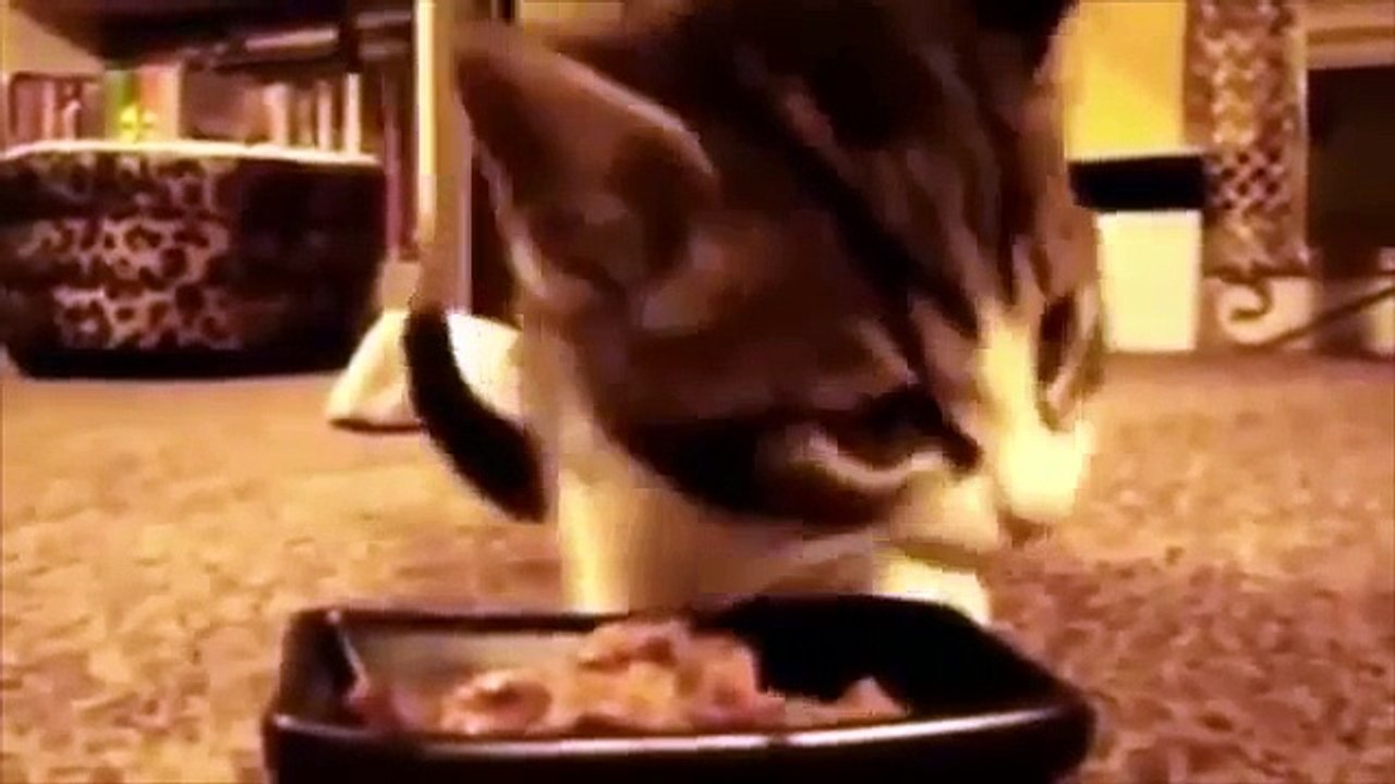 Ils boivent et mangent. Funny cats manger et boire