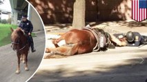 Cop comforts his dying patrol horse in heartbreaking viral image