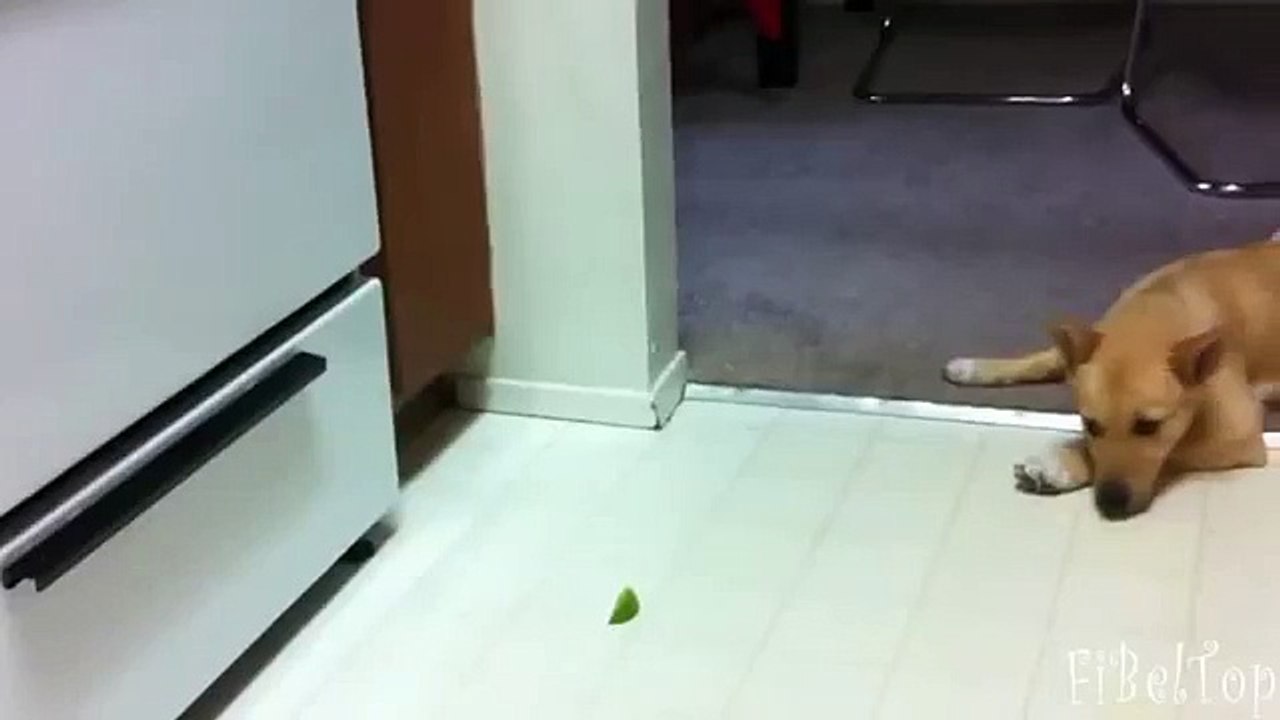 犬はレモンを試してみてください。おかしい犬とレモン