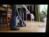 掃除＆犬。犬と掃除機
