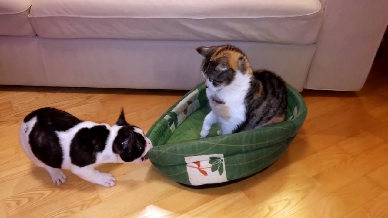 Puppy attempts to claim his bed