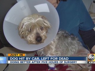 Dog hit by car, left for dead in Phoenix