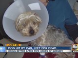 Dog hit by car, left for dead in Phoenix