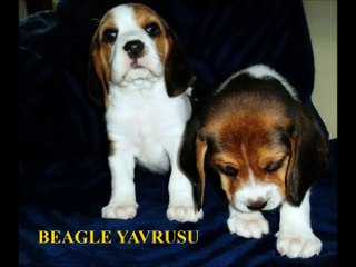 0535 030 70 70  satılık BEAGLE yavruları