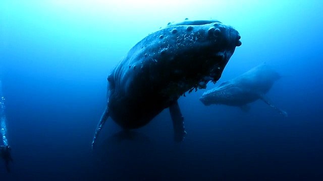 Sad Whale cries after loosing her baby attacked by killer whales