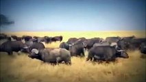 Group of Buffalo kills lion -buffalo vs lion fight