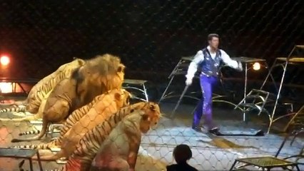 Lions and Tigers FUNNY Moments in Circus