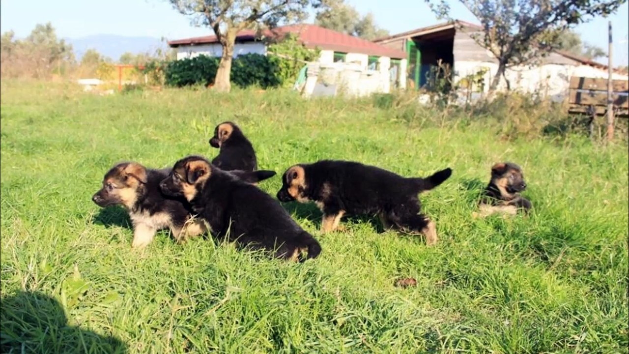 SATILIK ALMAN KURDU YAVRULARI