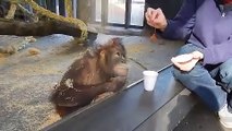 Sihir gösterisi karşısında gülme krizine giren orangutan
