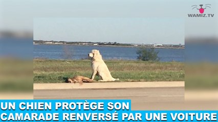 Un chien protège son camarade renversé par une voiture! L'histoire bouleversante dans la minute chien #67