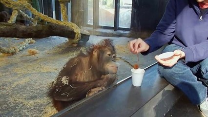 This Monkey Loves Magic Tricks