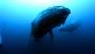 Une baleine à bosse inconsolable après la mort de son petit