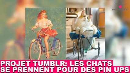 Projet Tumblr: les chats se prennent pour des pin ups! Aujourd'hui dans la minute chat #69
