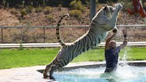 Tiger Splash: Keepers Swim And Play With Fully Grown Big Cats