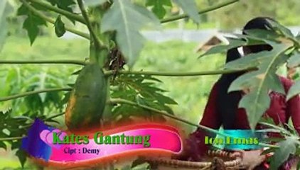 [LAGU BANYUWANGI] KATES GANTUNG RENY FARIDA