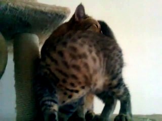 alexander.romanov.2016@mail.ru