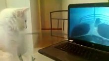 fieldisch@mail.ru