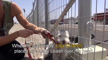 A homeless dog living on the railroad tracks gets rescued right before a train passes by.