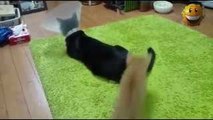 Funny Cats Compilation Most See Funny Cat Videos 2015 II New funny cats Vines Compilation
