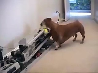 This dog doesn't need owner anymore... Smart pet