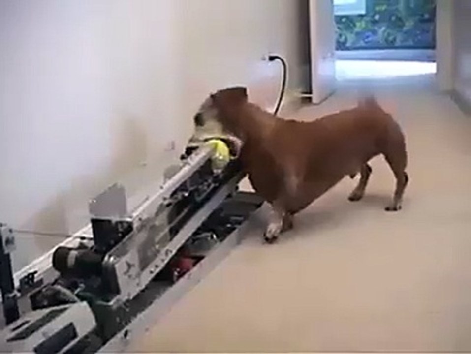 This dog doesn't need owner anymore... Smart pet