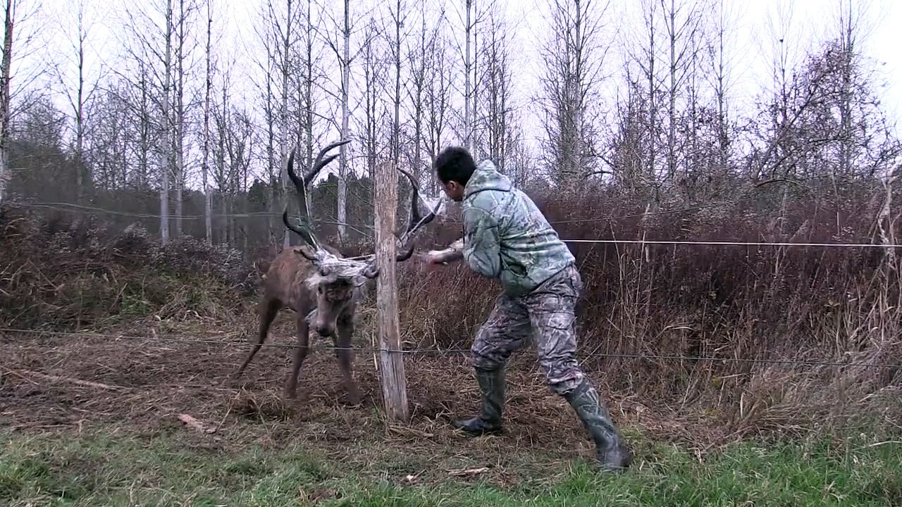 sauvetage d'un cerf !