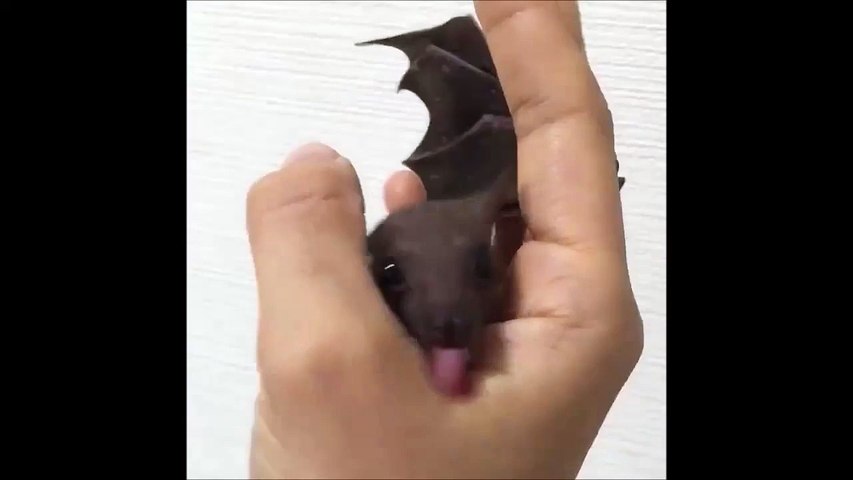Un Bebe Chauve Souris Adorable Video Dailymotion
