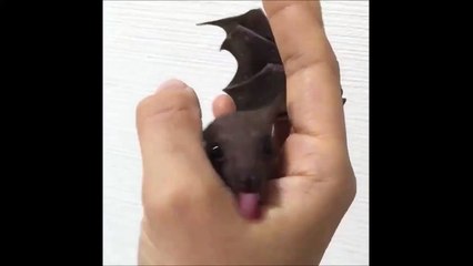 Video herunterladen: Un bébé chauve-souris adorable!