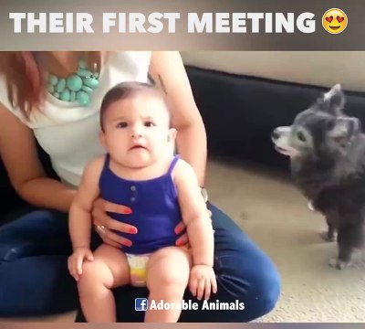 Première rencontre entre bébés et animaux. Compilation adorbale