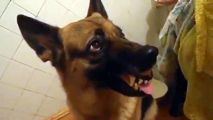 Немецкая овчарка. Быстрая смена настроения