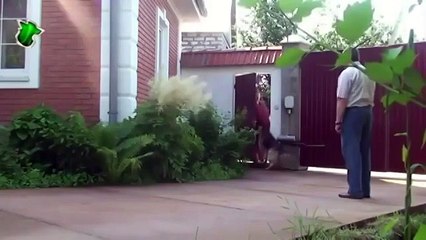 Немецкая овчарка. Охрана хозяина