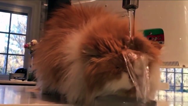 Смешное Видео с Кошками! Веселые Кошки 2015 _ Funny Cats Video Compilation