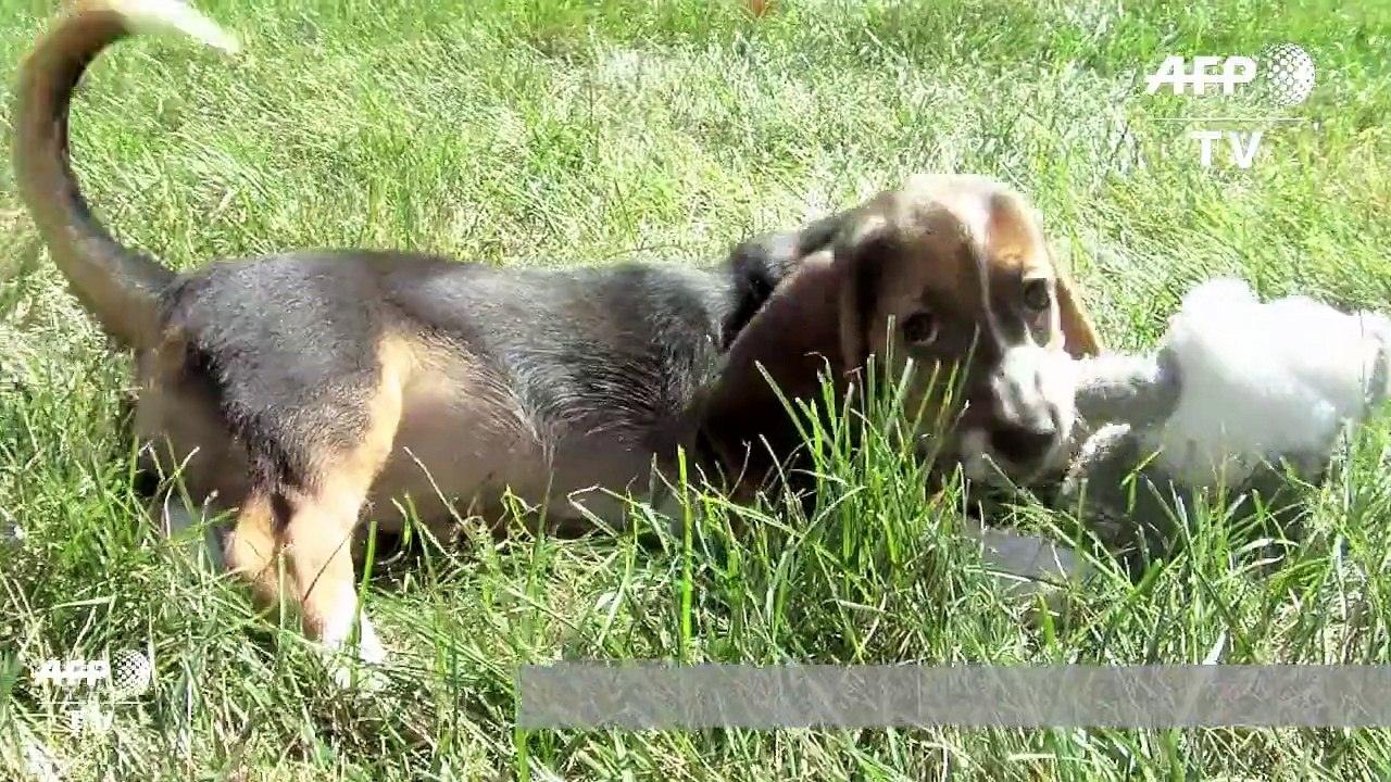 Naissance de chiots éprouvette aux Etats-Unis