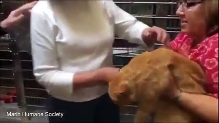 USA : ils retrouvent leur chat après 8 ans d'absence