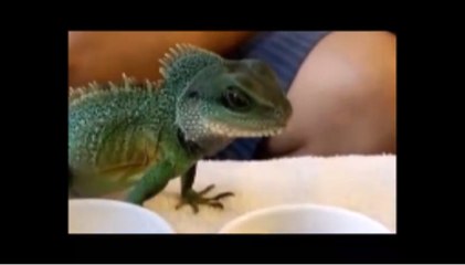 Kỳ nhông là ông kỳ đà - Bài Hát Họ Kỳ Nhông