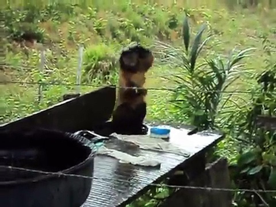 Un singe fait sa lessive
