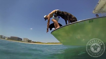Il dresse son Labrador à pêcher les langoustes