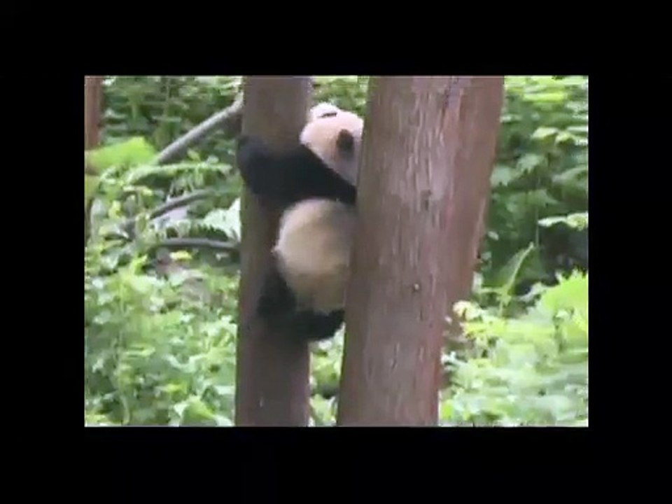 PANDA FOREST