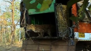 Indian Leopards in the Killing Fields - National Geographic ( HD Documentary )