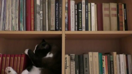 Elle fait ce qu'elle veut avec son chat...