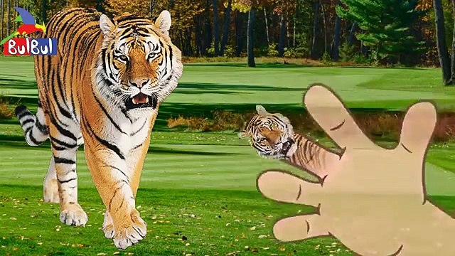 Finger Family Collection 013 _ Angry birds Animals Batman Daddy Finger Nursery Rhymes , 2016