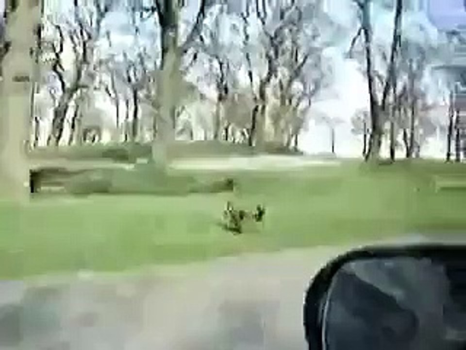 So funny crazy monkey