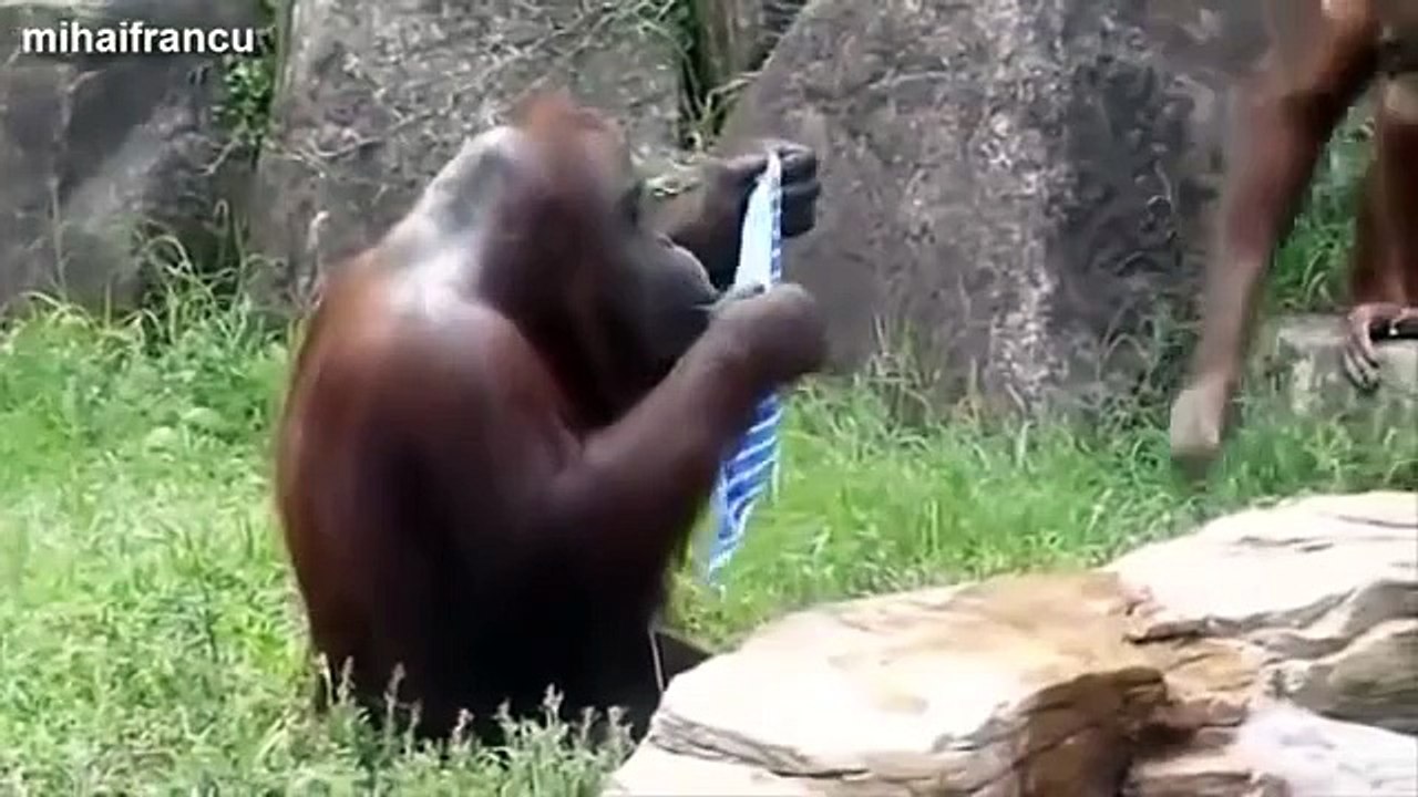 funny monkey behavior