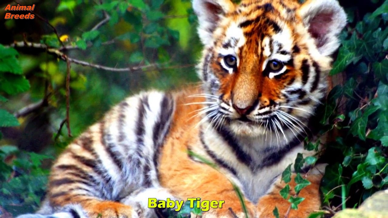 Best 10 Animals Baby | Cutest Baby Animals Animals World