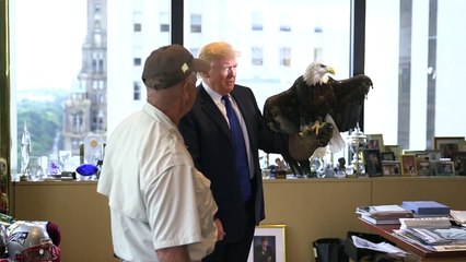 Donald trump attacked by a bald eagle