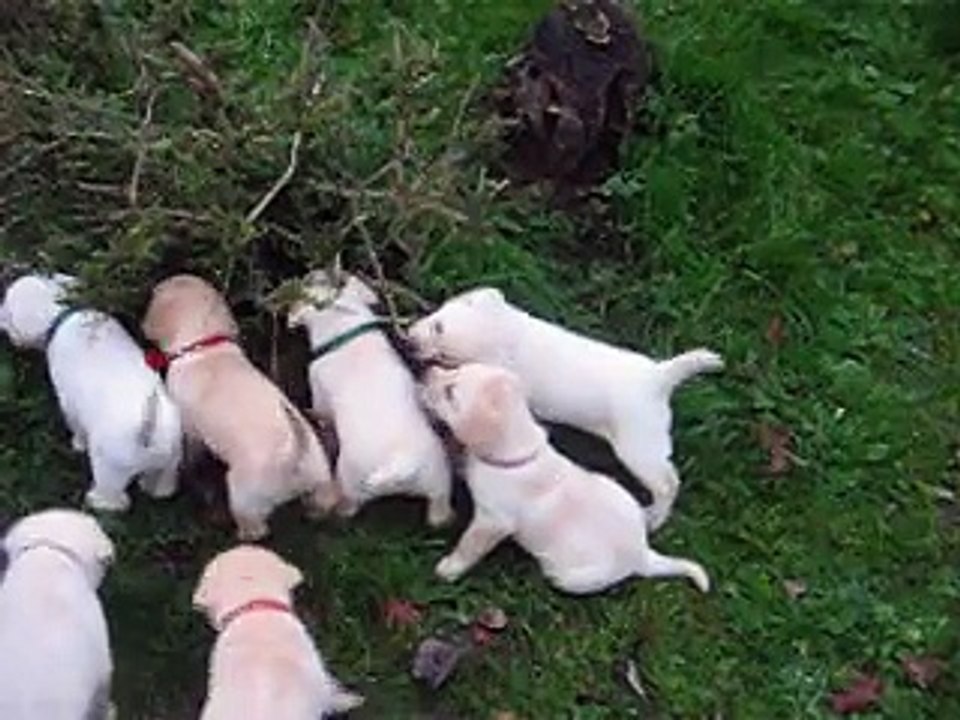 bébés labradors du domaine de la sauvagine (14)vieux pont en auge