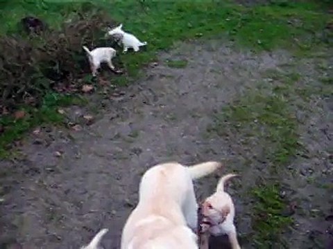 bébés labradors du domaine de la sauvagine (14)vieux pont en auge